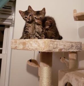 Meet your Posher, Tonya sue